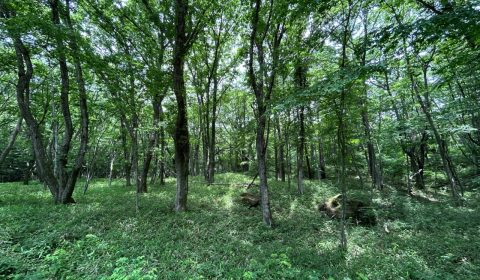 土地の見立て　ーさまざまな視点ー