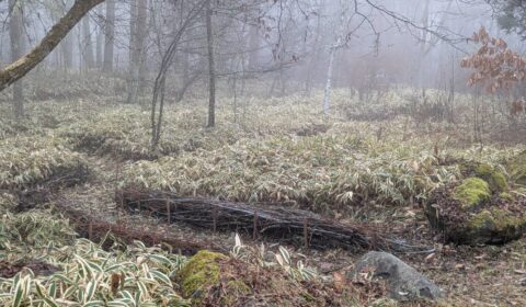 MOSSY ROCK のカントリーヘッジ