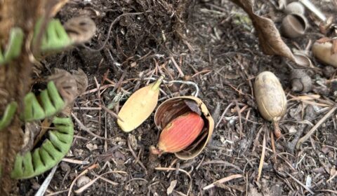 実生　ーコナラの赤ちゃんー