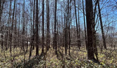 続・敷地の見立て