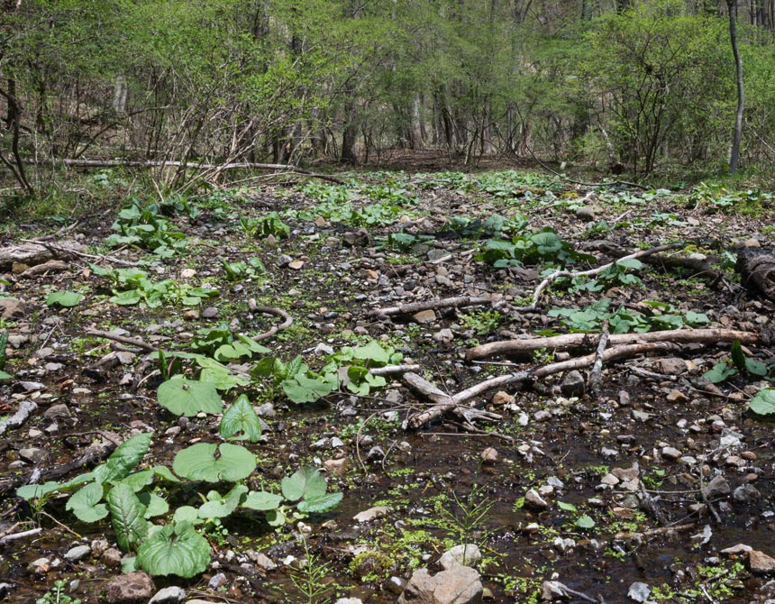 オタカラコウ群生地