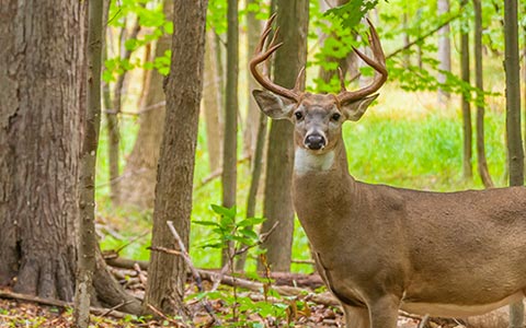 熊など人に危害を加える動物はいますか？